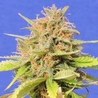Original Sensible Seed Company Cannabis Seeds Girl Scout Cookies Auto