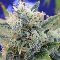 Original Sensible Seed Company Cannabis Seeds Girl Scout Cookies