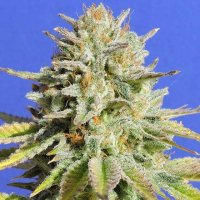 Original Sensible Seed Company Cannabis Seeds Gorilla Glue 4