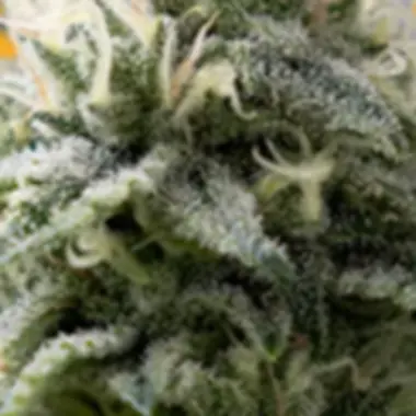 Original  Sensible  Seed  Company  Cannabis  Seeds  Gorilla  Zkittlez  Fast  Version