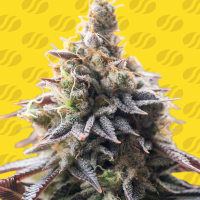 Original  Sensible  Seed  Company  Cannabis  Seeds  Grape  Soda  Auto