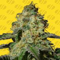 Original  Sensible  Seed  Company  Cannabis  Seeds  Jealousy  Auto