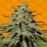 Original Sensible Seed Company Cannabis Seeds Jealousy