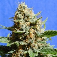 Original  Sensible  Seed  Company  Cannabis  Seeds  Kush  Mintz  Fast  Version