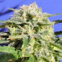 Original Sensible Seed Company Cannabis Seeds Lemonberry Haze Auto