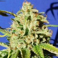 Original Sensible Seed Company Cannabis Seeds Orange Diesel Auto