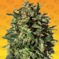 Original  Sensible  Seed  Company  Cannabis  Seeds  Peanut  Butter  Ogkb  Fast  Version