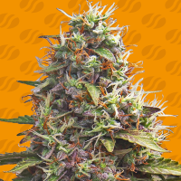 Original Sensible Seed Company Cannabis Seeds Pellezino Cookies