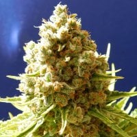 Original Sensible Seed Company Cannabis Seeds Pure Kush