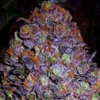 Original  Sensible  Seed  Company  Cannabis  Seeds  Purple  Haze  Auto