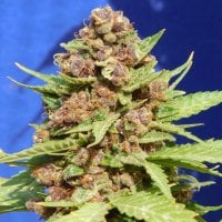 Original Sensible Seed Company Cannabis Seeds Purple Punch Cookies