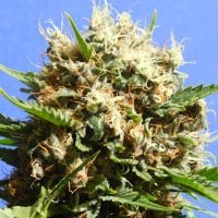 Original Sensible Seed Company Cannabis Seeds Runtz Auto