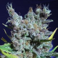 Original Sensible Seed Company Cannabis Seeds Runtz Gum