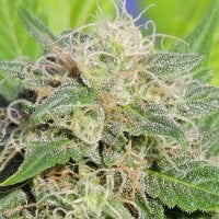 Original Sensible Seed Company Cannabis Seeds Super Auto Lemon Haze