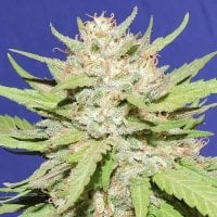 Original Sensible Seed Company Cannabis Seeds Wedding Cake