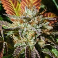 Original Sensible Seed Company Cannabis Seeds Wedding Cookies