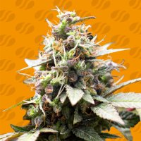Original  Sensible  Seed  Company  Cannabis  Seeds  White  Raspberry  Truffle