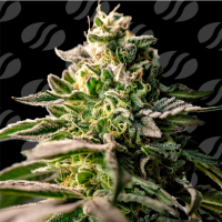 Original Sensible Seed Company Cannabis Seeds Zingatsu