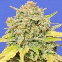 Original Sensible Seed Company Cannabis Seeds Zkittlez