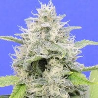 Original Sensible Seed Company Cannabis Seeds Zkittzy Gorilla