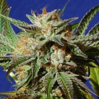 Original Sensible Cannabis Seeds Gorilla Cookies