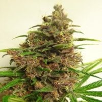 Penthouse  Cannabis  Co  Seeds  Crypto  Cake