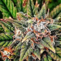 Penthouse Cannabis Co Seeds Lady Luck
