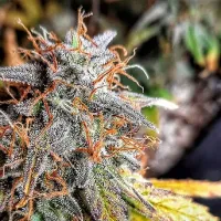 Penthouse Cannabis Co Seeds Sour Surge