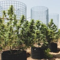Pilchards  Caviar  Cannabis  Seeds  Big  Tuna