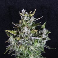 Pilchards  Caviar  Cannabis  Seeds  Blue  Monsoon