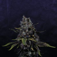 Pilchards  Caviar  Cannabis  Seeds  Surf  N  Turf