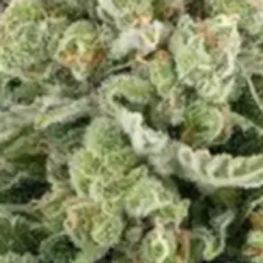 Powerstrains Cannabis Seeds 5star Apple Fritter Auto