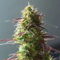 Powerstrains  Cannabis  Seeds 5star  Auto  Strawberry  Haze