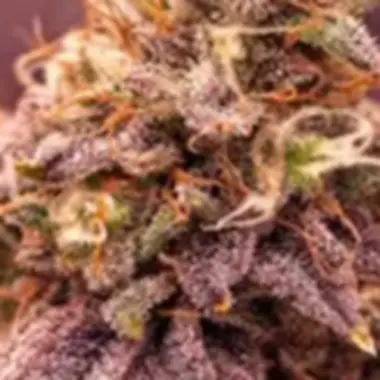 Powerstrains  Cannabis  Seeds 5star  Berry  Moonrocks  Xl  Auto