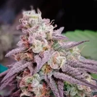 Powerstrains  Cannabis  Seeds 5star  Pink  Runtz  Auto