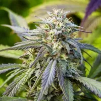 Powerstrains  Cannabis  Seeds  Afghan  Kush  Auto
