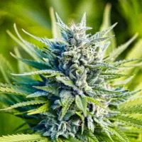 Powerstrains  Cannabis  Seeds  Amnesia  Haze  Auto