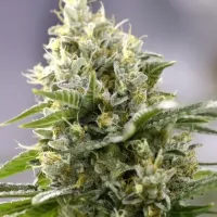 Powerstrains  Cannabis  Seeds  Banana  Punch