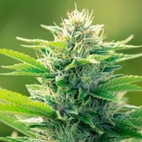 Powerstrains  Cannabis  Seeds  Cbd  Oil  Maker