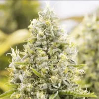 Powerstrains  Cannabis  Seeds  Gorilla  Glue  Auto
