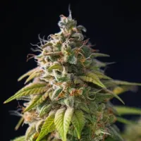 Powerstrains  Cannabis  Seeds  Gorilla  Zkittlez