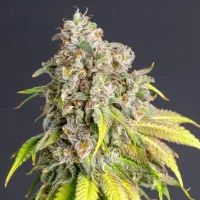 Powerstrains  Cannabis  Seeds  Lemon  Haze  Original