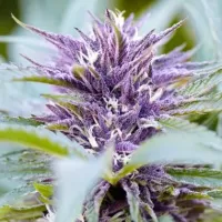 Powerstrains  Cannabis  Seeds  Purple  Haze  Auto