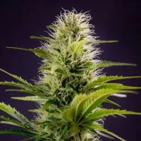 Powerstrains  Cannabis  Seeds  Silver  Haze  Original