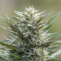 Powerstrains  Cannabis  Seeds  Sleep  Well