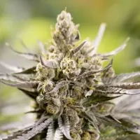 Powerstrains  Cannabis  Seeds  Watermelon  Auto