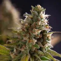 Powerstrains  Cannabis  Seeds  Wedding  Cake