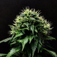 Propaganja  Cannabis  Seeds  Masamune  Og  Auto