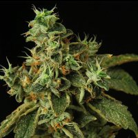 Propaganja  Cannabis  Seeds  Special  Rum  Auto