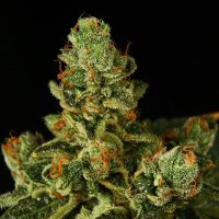 Propaganja  Cannabis  Seeds  Stockton  Slap  Og  Auto